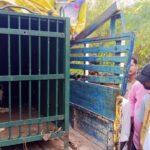 Another leopard trapped and caught in Tirupati